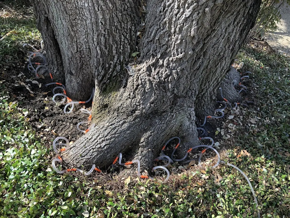 Detailed Tree Cabling and Bracing job site in Summersville